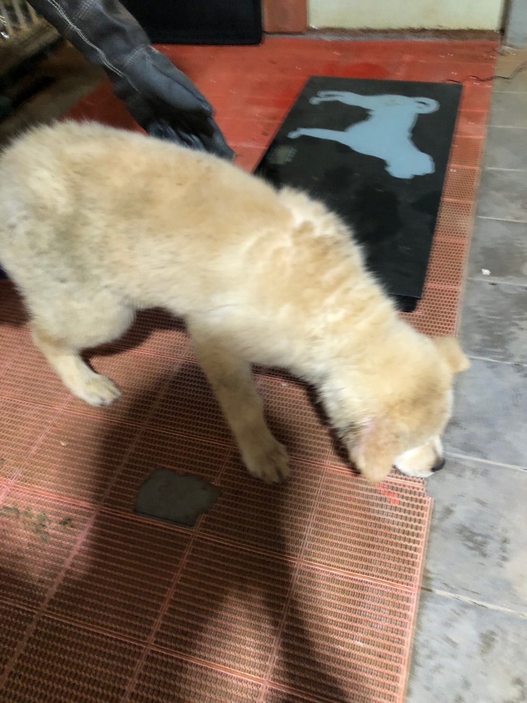 디디동물병원_428357202500205